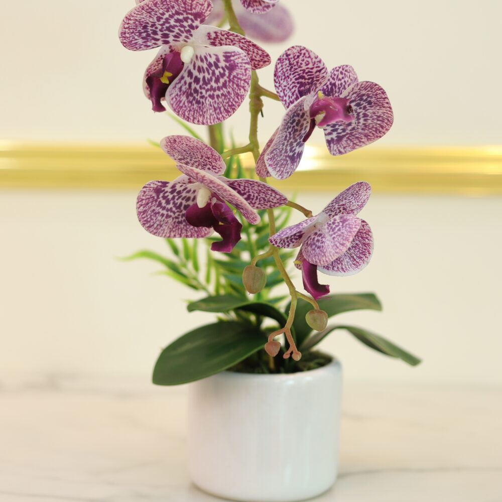 matte orchid 1 stalk (purple dots)